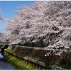 夙川公園の桜ってどう？お花見で混雑を避けるには？