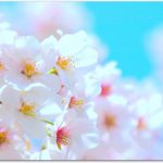 東京の花見で混まない穴場スポットはどこ？桜の見ごろはいつ？