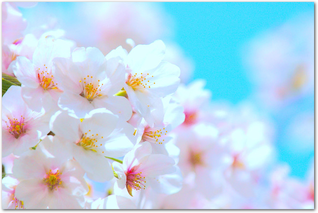 青空を背景にした桜の花のアップ