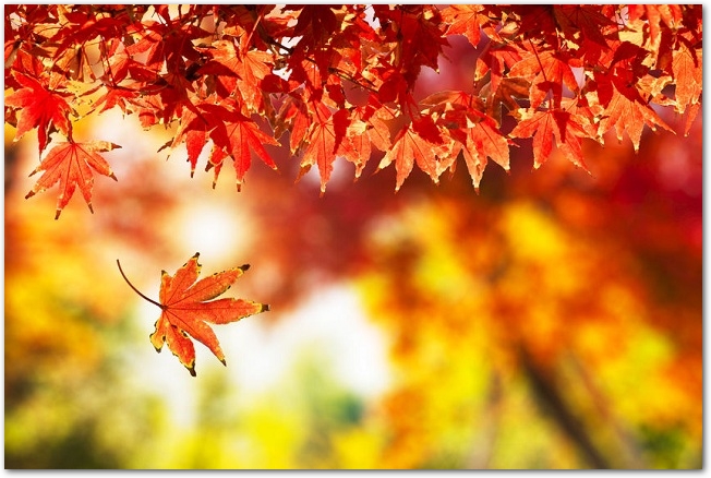 色づいた紅葉の葉が枝から落ちていく様子